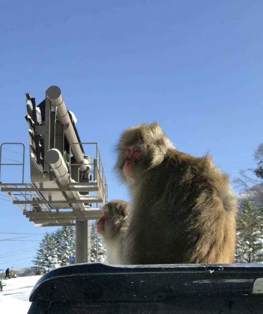 Japanese macaques on a car roof with ski lift and snowy mountains, Yamanouchi, Japan